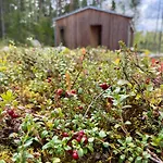 Ulvontaehti - Moderni Moekki Jaerven Rannalla